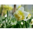 thumbnail image 4 of Full House Double Daffodil Bulbs for Planting Beautiful White and Yellow Blooms 10 Bulbs, 4 of 5