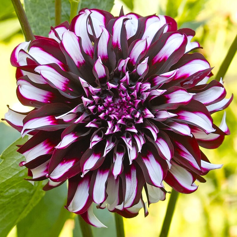 40 Dahlia Seeds Pack - Heirloom, Pollinator Friendly,, Mix for Garden Blooms