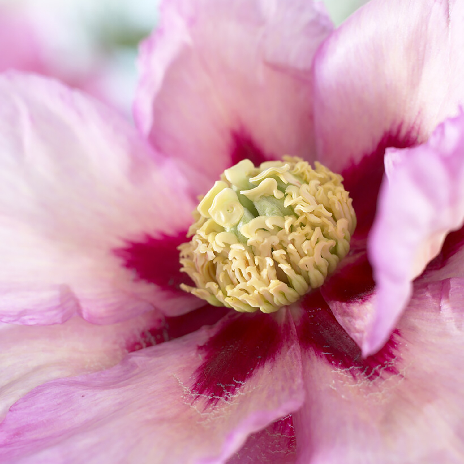 ✳︎peony✳︎ Van Zyverden Itoh Peony Pastel Splendor Set of 1 Root