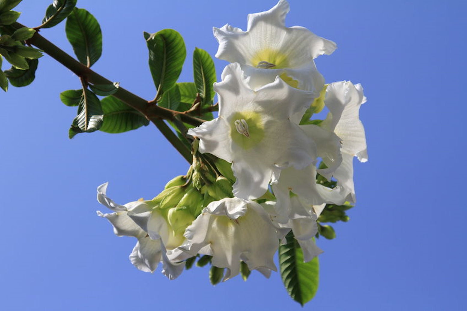 Tropical Seeds Easter Lily VineHeralds Trumpet 10 Heirloom Seeds