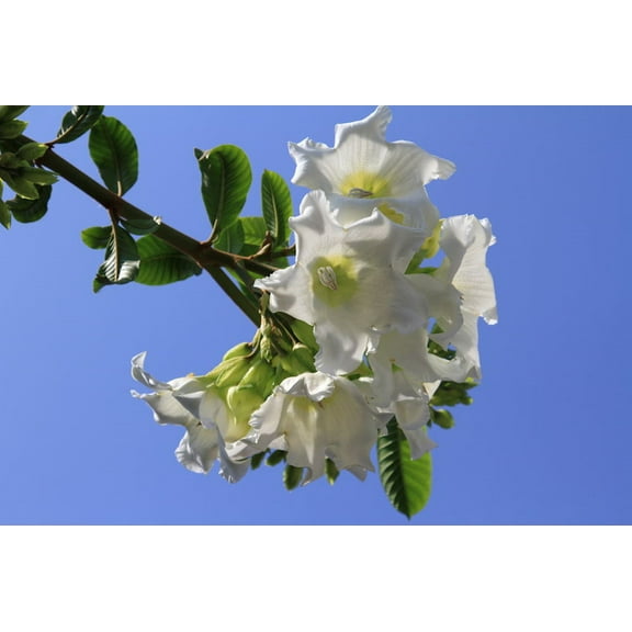 Tropical Seeds -Easter Lily Vine-Heralds Trumpet -10 Heirloom Seeds--Beaumontia grandiflora