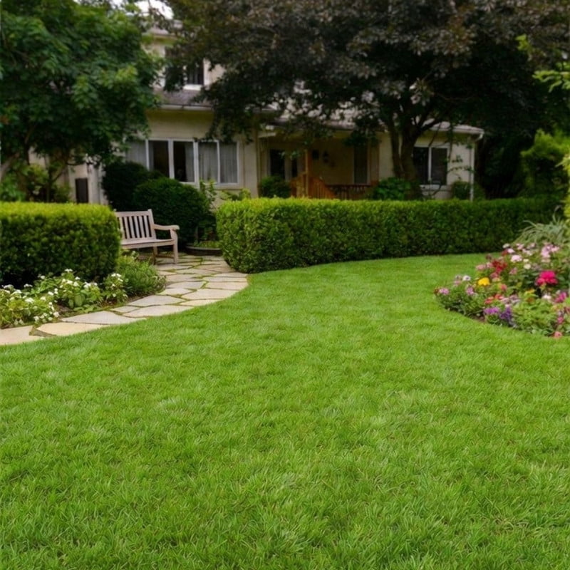 1000 Zoysia Grass Seed for Lawn, Thick Green Grass for Home Yard