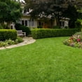 thumbnail image 4 of 1000 Zoysia Grass Seed for Lawn, Thick Green Grass for Home Yard, 4 of 5