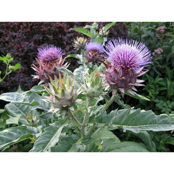 Cardoon Plant - Cynara cardunculus - Artichoke Thistle - 2.5" Pot
