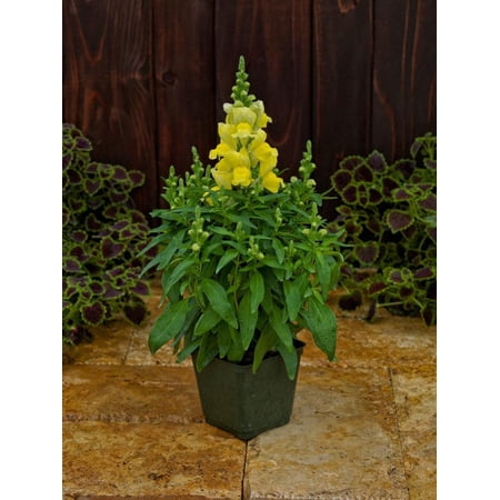 Snapdragon 'Candy Tops Yellow'–Compact Variety–Attracts Pollinators 6" Pot