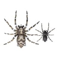thumbnail image 3 of Lunkerhunt Phantom Spider, Dock 2", 1/4oz, Realistic Fishing Lure, 3 of 6