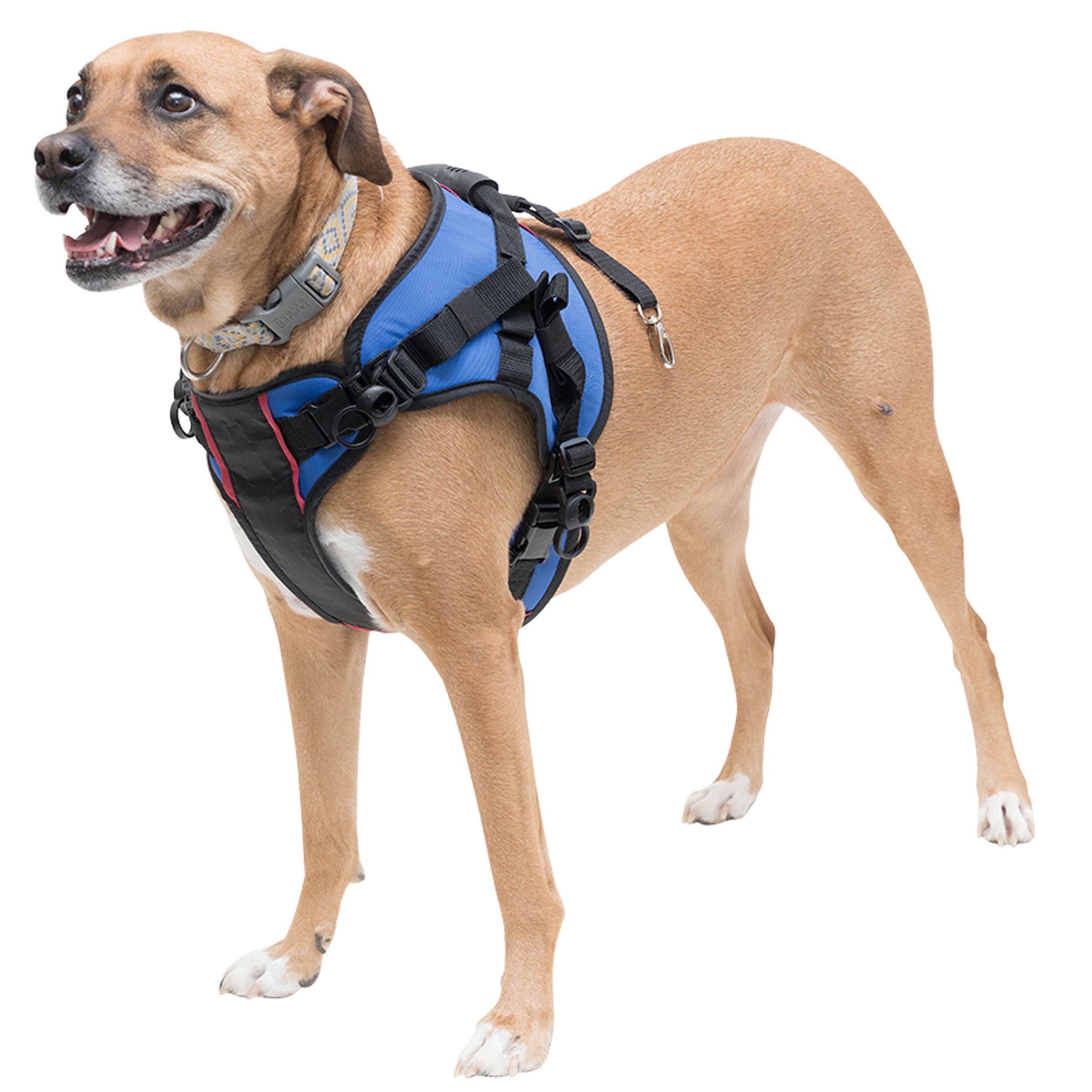best harness for arthritic dog