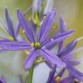 thumbnail image 2 of Easy to Grow Camassia Esculenta 5 Plant Bulbs, Spring Summer Zones 4-8, 2 of 2