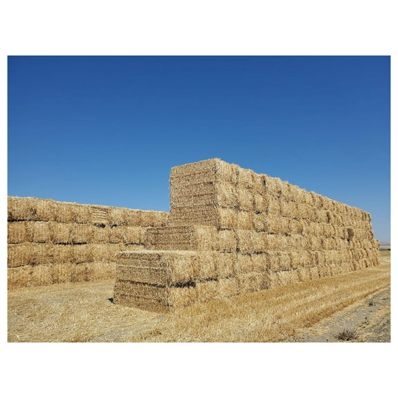 (New Harvest) Premium 100% Natural Wheat Straw Grass Harvested 2022, Farmer Direct- Excellent Animal Bedding, Garden Cover, Mulch and Farm Wheat Straw 5lbs. Straw Shipped