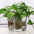 thumbnail image 4 of RENACLIPY Clear Glass Vase Transparent Decorative for Home and Office Use, 4 of 5