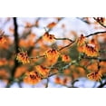 thumbnail image 4 of 25 American WITCH HAZEL Hamamelis Virginiana Alder Shrub Tree Yellow Flower Seeds, 4 of 9