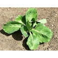 thumbnail image 3 of TomorrowSeeds - Golden Acre Cabbage Seeds - 1000+ Count - For 2026 Planting Sweetheart Roundhead, 3 of 11
