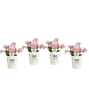 4-Pack, 4.25 in. Grande Supertunia Vista Bubblegum (Petunia) Live Plant, Bubblegum Pink Flowers