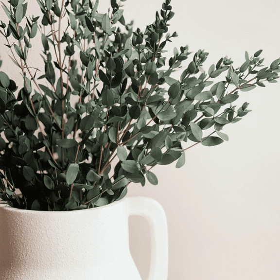 Parvifolia Eucalyptus, Live Evergreen Tree, Unique Plant, Baby Tree, Live Plant in 2.5'' Pot
