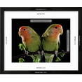 thumbnail image 3 of Peach-Faced Lovebirds Two, Animals Figurative Framed Art Print Wall Art Sold by Art.Com, 3 of 6