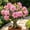 d, variant on Desert Rose-Easy Grow-Low Maintenance-Ideal for Beds Borders,Plant Pots & Planters