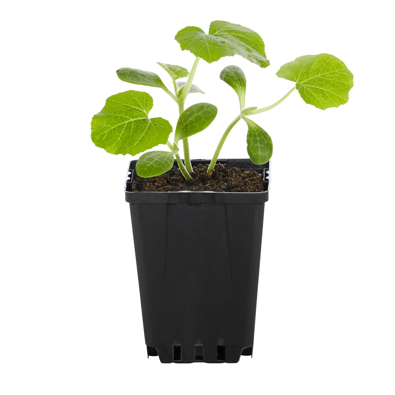 Expert Gardener Squash Live Edible Plant, 1 PT Grower Pot, 6-Pack, Full Sun