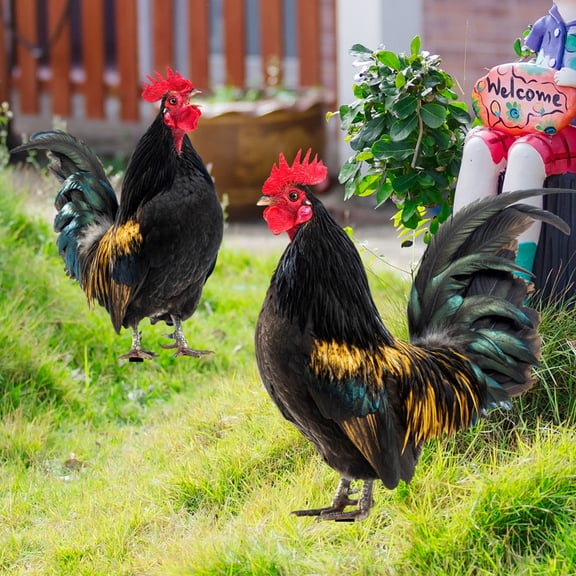 Houderco 2Pcs Realistic Rooster Shape Garden Ornament for Outside Yard Decoration 11.8x7.1x0.1in