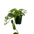 thumbnail image 2 of Creeping Charlie - Pilea nummulariifolia - 3.5" Pot - Easy House Plant, 2 of 3
