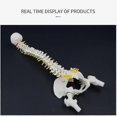 thumbnail image 4 of 45cm Human Spine With Pelvic Human Anatomical Anatomy Spine Spinal Column +stand Fexible, 4 of 5
