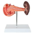thumbnail image 5 of Axis Scientific Spleen, Pancreas and Duodenum Anatomy Model - Detailed Lymphatic System Anatomy Model for Gastroenterologists, Lympologists, Medical Students - Durable and Realistic, 5 of 6