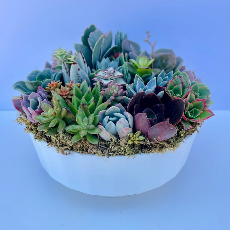mini succulent plant Succulent Arrangement main image 1