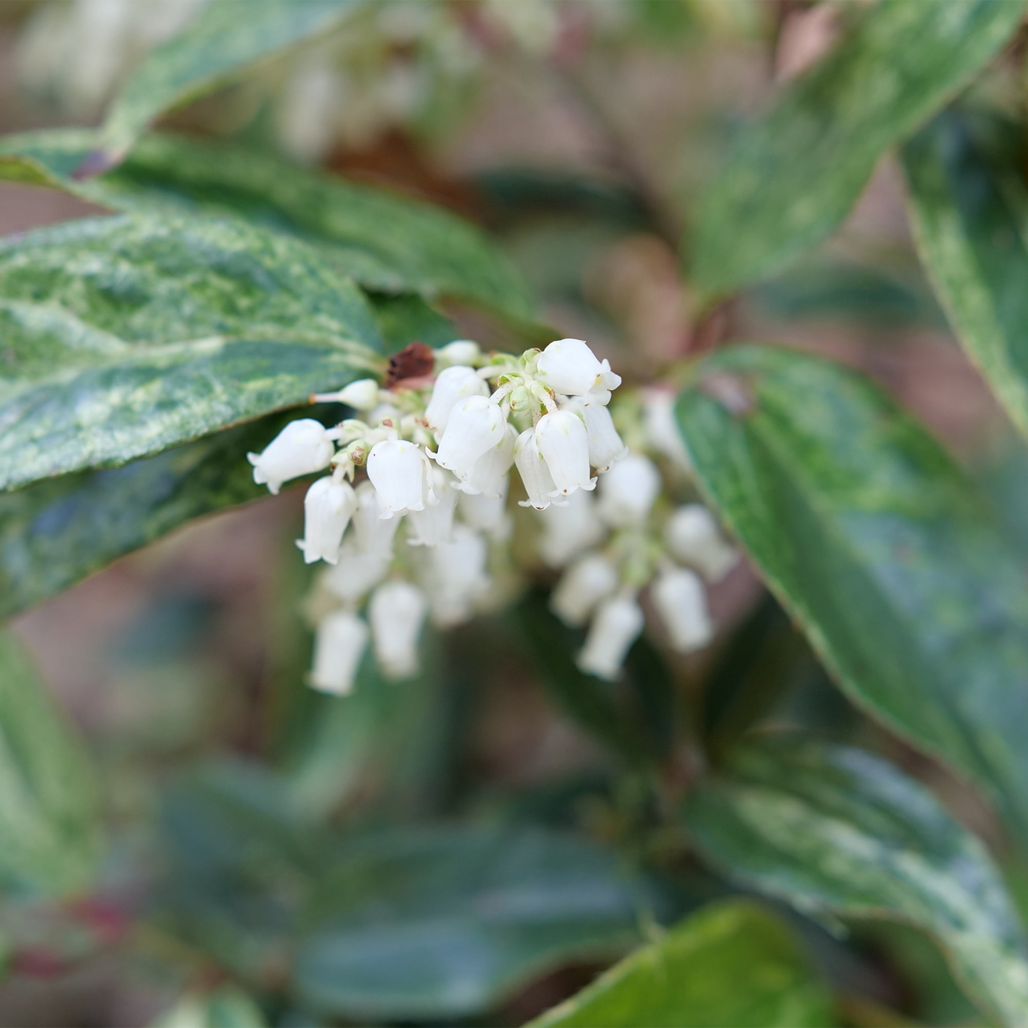 Proven Winners ColorChoice Paisley Pup Doghobble Live Shrub (2 Gallon)
