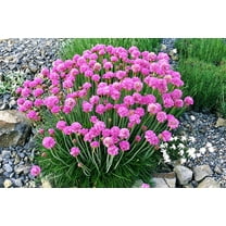 Seedville 50 Sea Thrift Flower Seeds, Native Maritime Flower