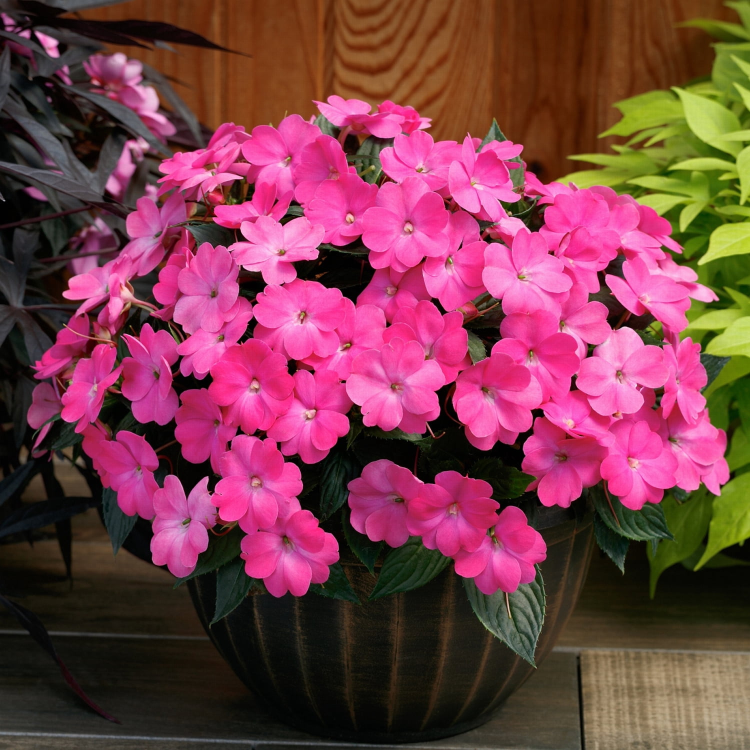2.5 in. Impatiens Compact Hot Pink Live Annual SunPatiens With Full Sun (3-Pack)