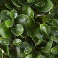 thumbnail image 3 of Nearly Natural 23 in. Peperomia Plant UV Resistant (Indoor/Outdoor), 3 of 4