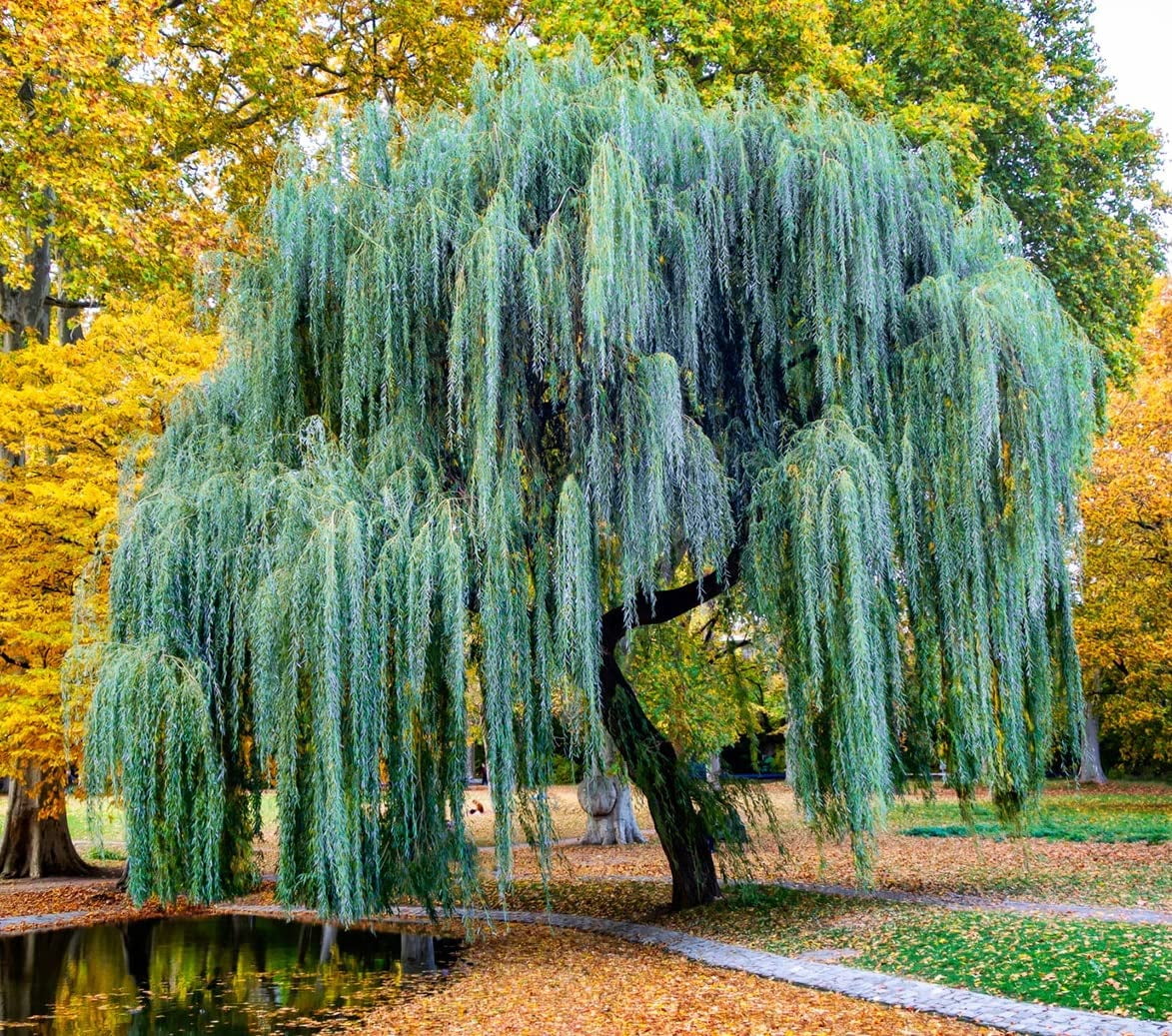 Weeping Willow Tree Cuttings to Plant - Fast Growing Trees - Beautiful  Arching Canopy - Popular asBonsai (2 Weeping Willows)
