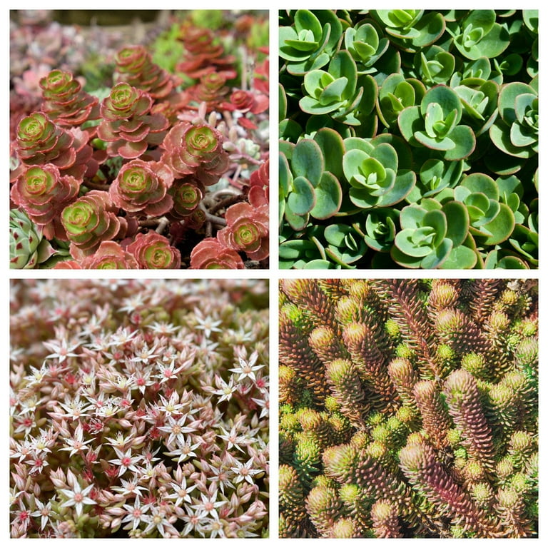 http://succulents.maim.gov.tr Succulents