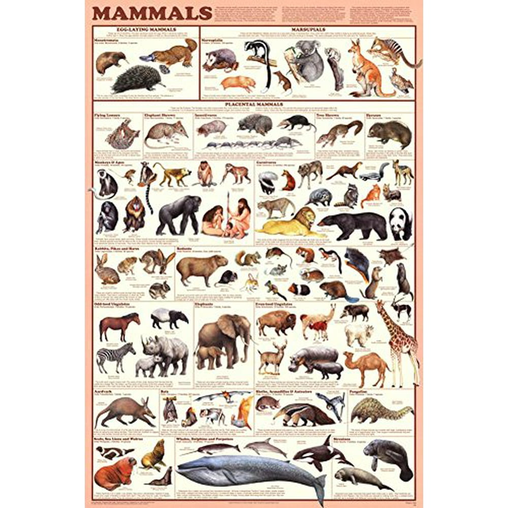 Mammals Educational Science Chart Poster (24x36) - Walmart.com