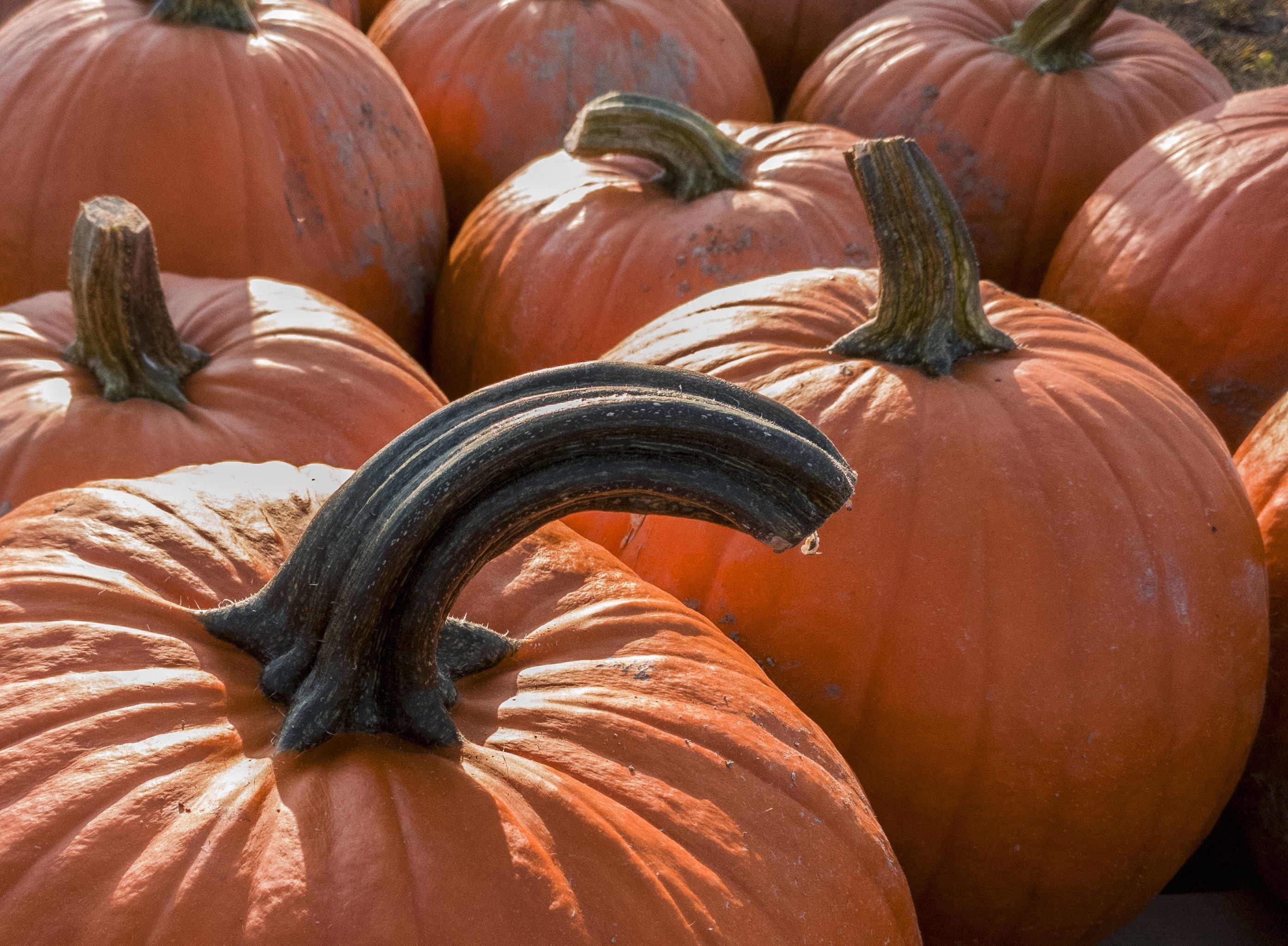 SEEDS = = Connecticut Field Pumpkin 25 Seeds Vegetable SEEDS = = Connecticut Field Pumpkin 25 Seeds Vegetable