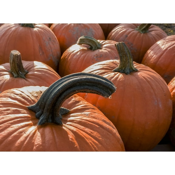 SEEDS = = Connecticut Field Pumpkin- 25 Seeds Vegetable Seed- NON GMO-  Perfect for Carving -- Great Pies -Seed Roasting- Serendipity Seeds