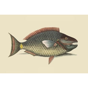 Parrot Fish-Fine Art Canvas Print (20" x 30")