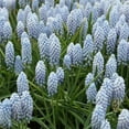 thumbnail image 3 of Easy to Grow Muscari Grape Hyacinth Valerie Finnis 10 Plant Bulbs Spring Zone 4-8, 3 of 4