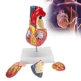 thumbnail image 1 of Human Heart Model, 2X Life Size Heart Teaching Model 49 Parts  for Teaching Use, 1 of 7