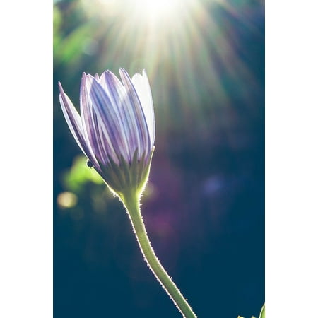 - Framed Art For Your Wall Flower Natural Sunrays On Flower Light Nature 10x13 Frame