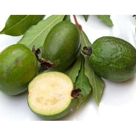 30 Pineapple Guava Seeds for Planting - Acca sellowiana