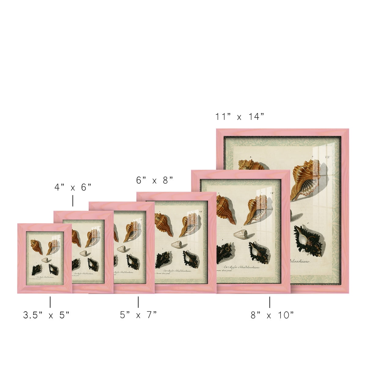 Bookplate Shells I - Framed Print w/glass - Sunset Pink