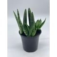 thumbnail image 2 of Sansevieria Cylndrica Boncel Starfish Snake Plant, Cylindrical Snakeplant, 4 inch Pot, Super Filled, 2 of 9