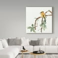 thumbnail image 3 of Trademark Fine Art 'Black Napped Oriole' Canvas Art by Chris Paschke, 3 of 3