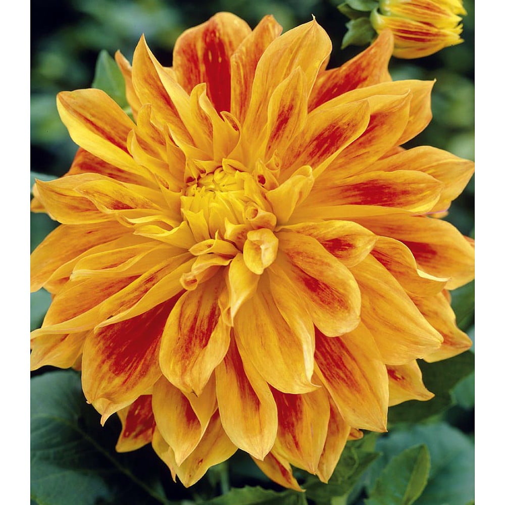 Sun Explosion Decorative Dahlia 2 Bulb Clumps NEW!