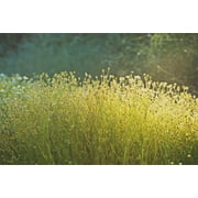 Plant Good Seed Organic German Chamomile Seeds: Fragrant Annual Tea Flower Herb - 1,000 Seed Packet