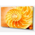 thumbnail image 2 of Coquille de Nautilus Jaune, 2 of 3