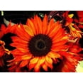 thumbnail image 2 of 25 RED SUN SUNFLOWER Helianthus Annuus Flower Seeds, 2 of 2