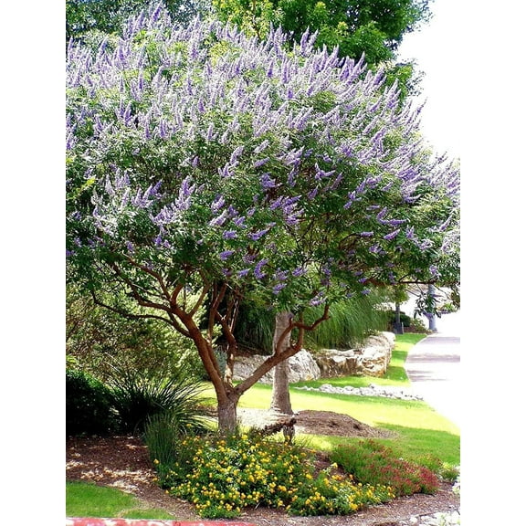 Chaste Tree 10 Live Seedlings Texas Lilac Shoal Creek Vitex Agnus Castus Purple Flowering Lilac Shrub
