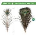 thumbnail image 2 of Plumas de Pavo Real THARAHT 24 piezas, largas y naturales de 40-45 cm para manualidades, 2 of 6