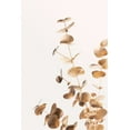thumbnail image 2 of Artographie Studio 13x18 White Modern Wood Framed Museum Art Print Titled - Eucalyptus Gold No 05, 2 of 4